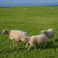 First bluetongue cases confirmed in Wales