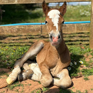 Charity captures foal's birth on live webcam