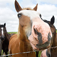 BEVA releases resources on equine infectious diseases