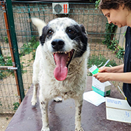 Charities in Ukraine vaccinate nearly 14,000 animals against rabies