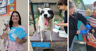 Charities in Ukraine vaccinate nearly 14,000 animals against rabies