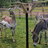 Armed forces veterans provide enrichment for rescued donkeys