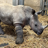 Vets heal 800kg rhino's leg in world first procedure