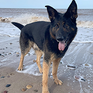 Charity funds emergency surgery for retired police dog