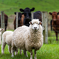 Welsh farmers told to be 'alert' about bluetongue