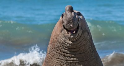 Comedy Wildlife Photography Award 2024 finalists revealed