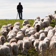 NI farmers warned of bluetongue risk