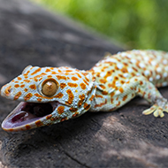 Researchers discover geckos' hidden sensory ability