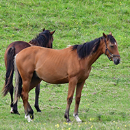 First cross-sector guidelines for worm control launched 