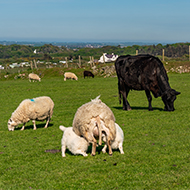 Risk of bluetongue spreading to Ireland has increased, minister says