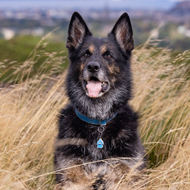 Charity launches 'Remembrance Paw' for police dogs