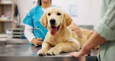 Call for more research on dog health after neutering