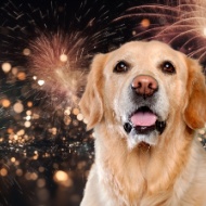 Firework warning as increase in missing dogs expected