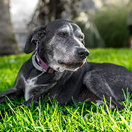 Researchers develop tool to assess older dogs' frailty