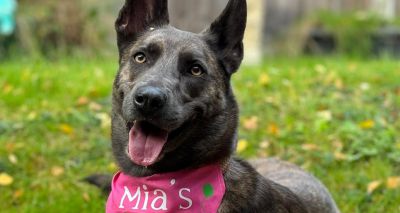 RSPCA's longest-stay dog seeks permanent home