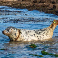 Seal recovers after life-threatening fishing line injuries