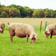 Pig influenza vaccine study shows promising results