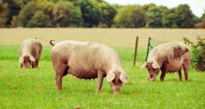 Pig influenza vaccine study shows promising results