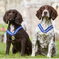 Detection dogs and military horse receive 'animals' OBE'