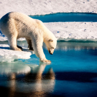 Climate change increases polar bears' pathogen exposure 