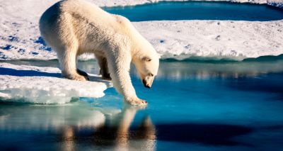 Climate change increases polar bears' pathogen exposure 