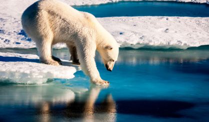 Climate change increases polar bears' pathogen exposure 