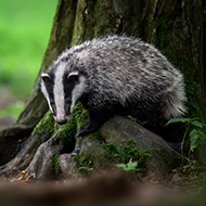 Operation relaunched to tackle crimes against badgers