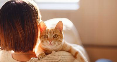 New iCatCare course addresses feline wellbeing