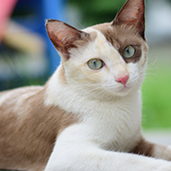 Feline hypoalbuminaemia more common than thought, study finds