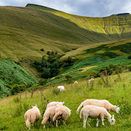 New bluetongue case confirmed in Wales