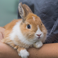 Rabbit and guinea pig veterinary awards open for nominations