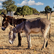 African Union calls for urgent action on donkey skin trade