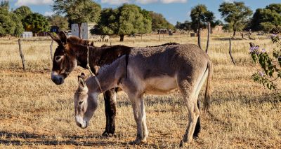 African Union calls for urgent action on donkey skin trade