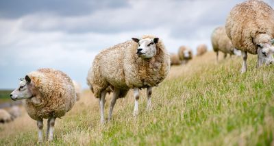 Restricted zone extended after more bluetongue cases