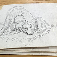 Artist's sketchbooks donated to Kennel Club