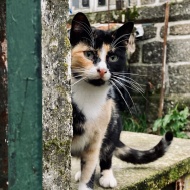 Cats Protection makes urgent winter appeal