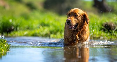 Ponds contaminated with harmful pet parasite treatments