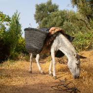 Amazon urged to stop selling donkey-skin products