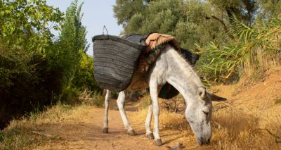 Amazon urged to stop selling donkey-skin products