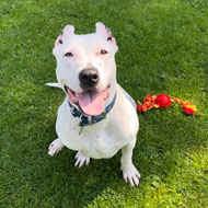 Deaf dog learns sign language after rescue