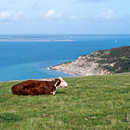 Bluetongue restricted zone extended into new areas