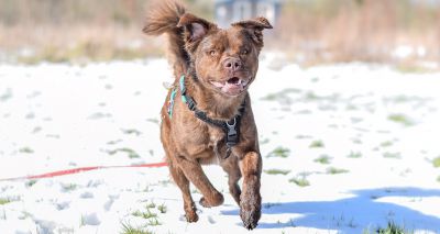 Dogs Trust issues antifreeze warning