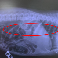 Vet removes 50cm toy arrow from puppy's stomach