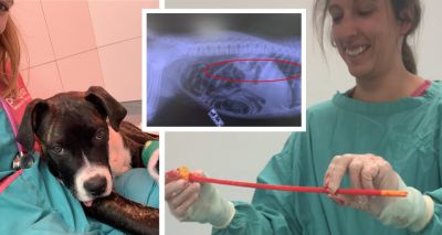 Vet removes 50cm toy arrow from puppy's stomach