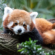 Red panda cub's death linked to firework stress