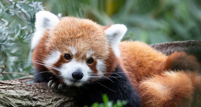 Red panda cub's death linked to firework stress