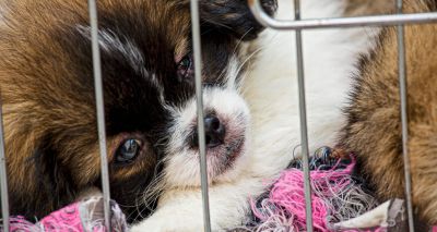 Vet MP introduces pet smuggling bill to Parliament