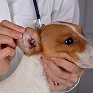 Otitis externa treatment can lead to yeast overgrowth, study finds