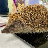 RSPCA sees highest hedgehog intake in three years