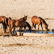 World Horse Welfare launches sustainability strategy